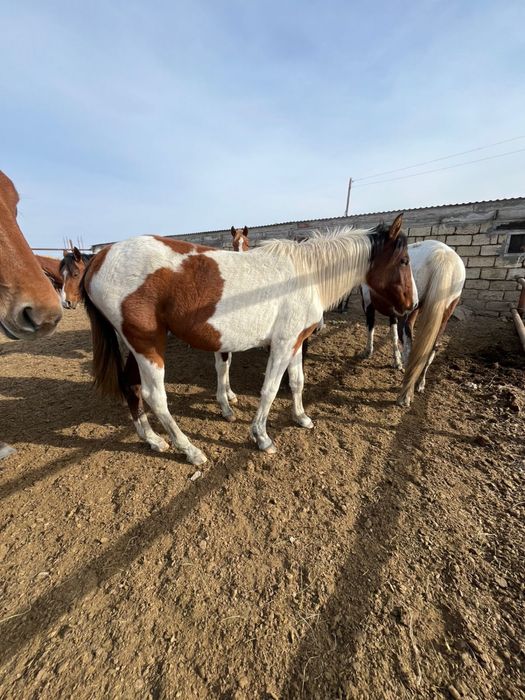 Ала тай байтал сатылады