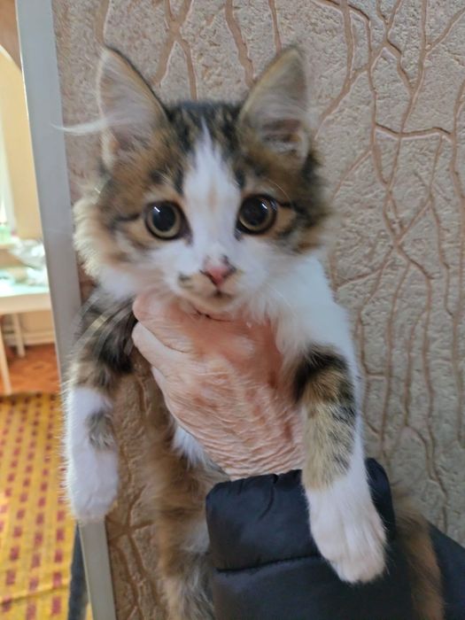 Отдам в хорошие руки котенка девочка
