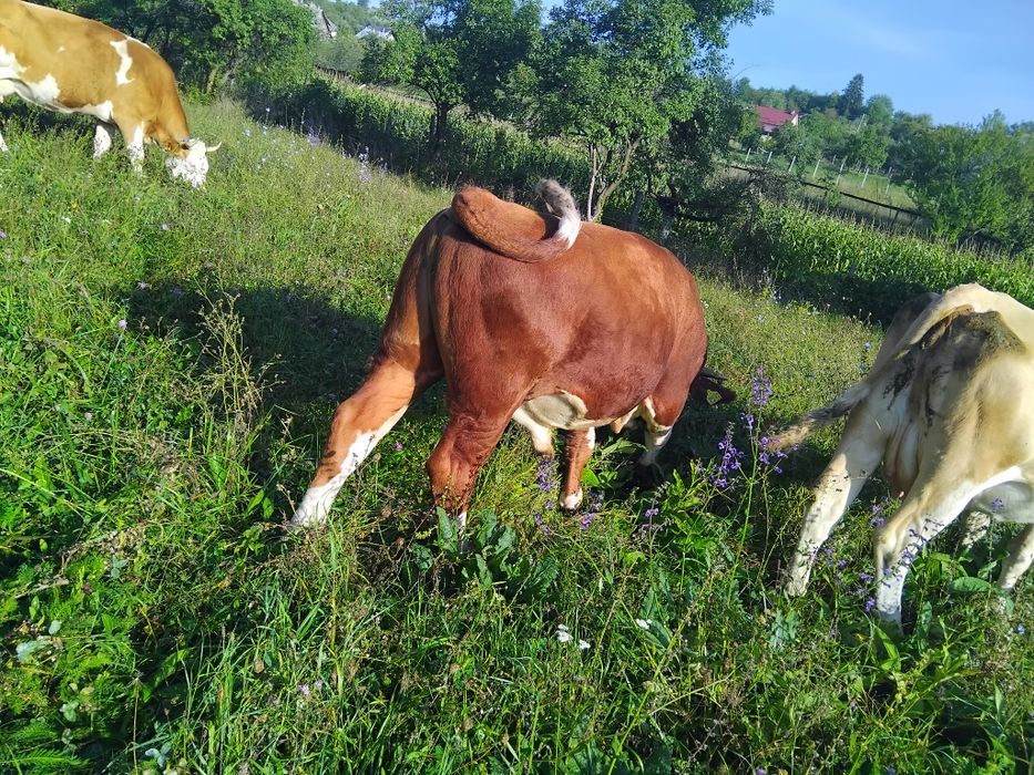 Vând taur rasa Bălțata Românească