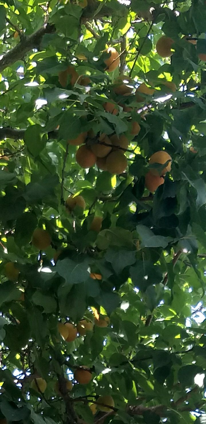 Продаётся урюк с дома