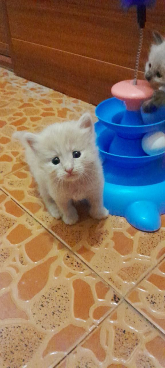 Котята 1 месяца девочка и мальчик