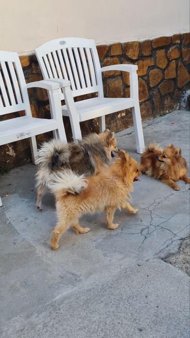 Мини Померански шпиц