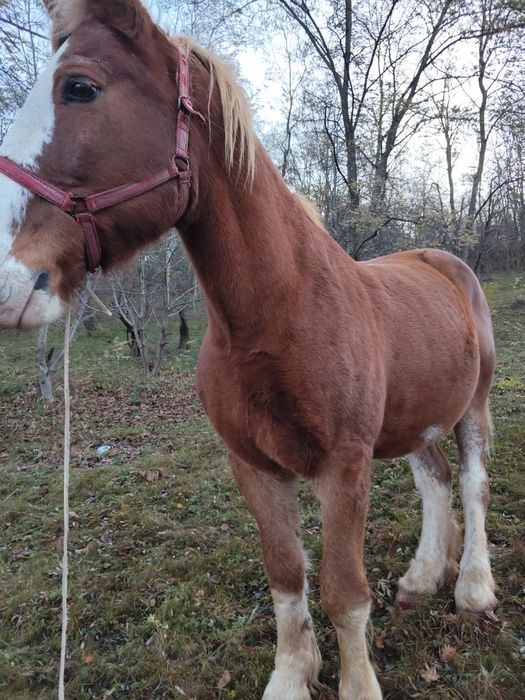 Cal semi greu de vanzare