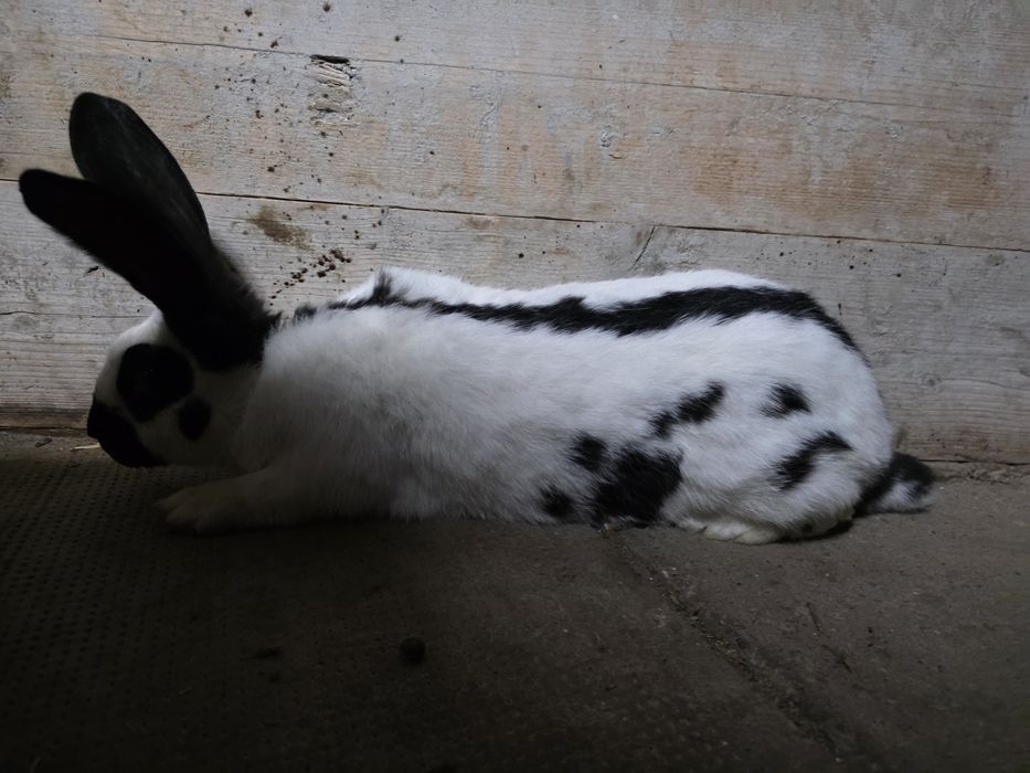 Iepure urias pestriț german