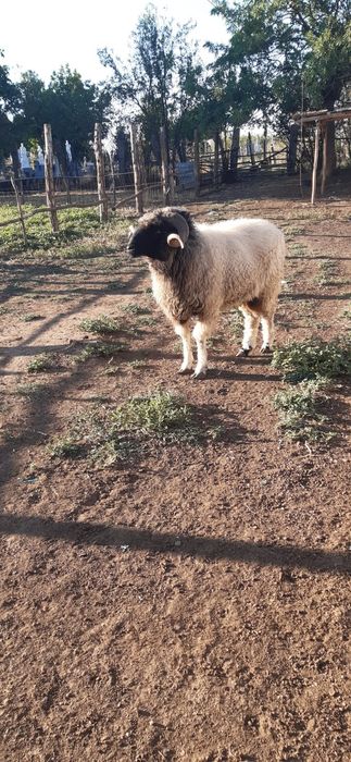 Vand Berbec rasa Turcana