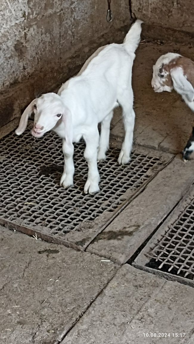 Продаются девочки козлята
