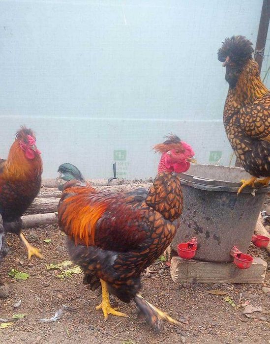 Cocosi de fite - pentru cunoscatori - australorp si alte rase