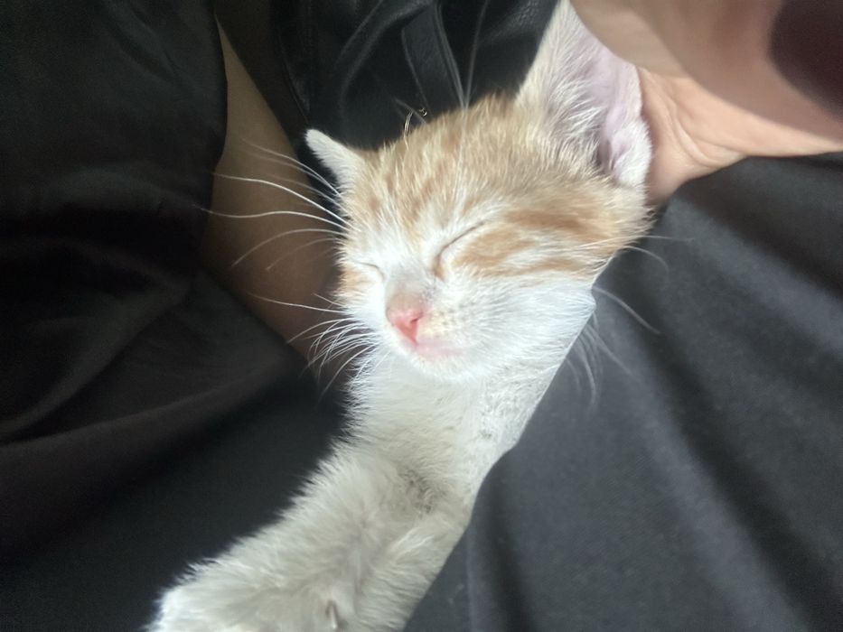 Подарявам мъжко коте