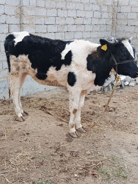 Asallomalekum g'unajin sotiladi