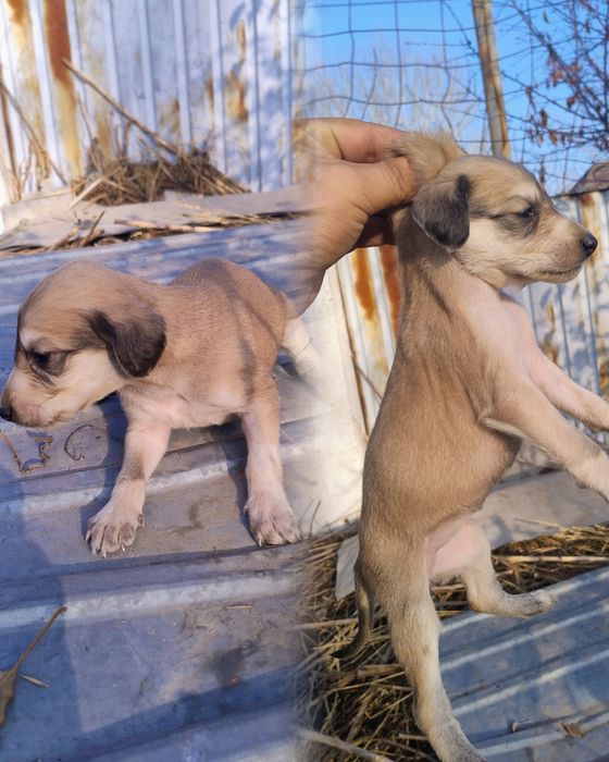 Тазы күшіктер сатылады