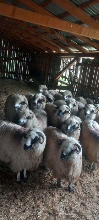 Vând 14 oi tinere