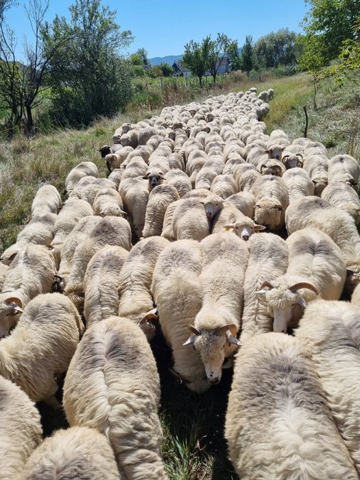 Vând 30 oi pe ales
