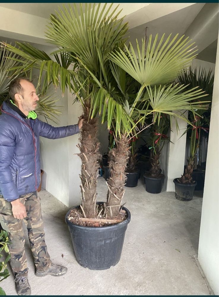 Palmieri cycas revolut trachicarpus fortunei etc