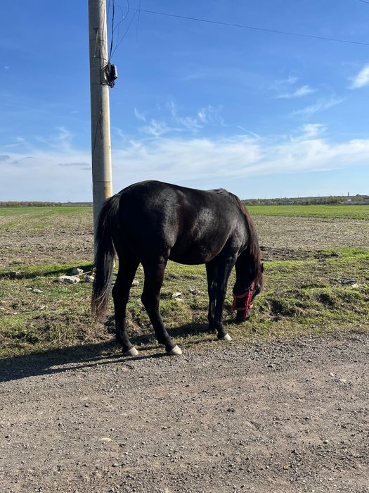 iapa de vânzare  mânză