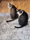 Bona pisici,ingrijesc pisici la domiciliul clientului,catsitter