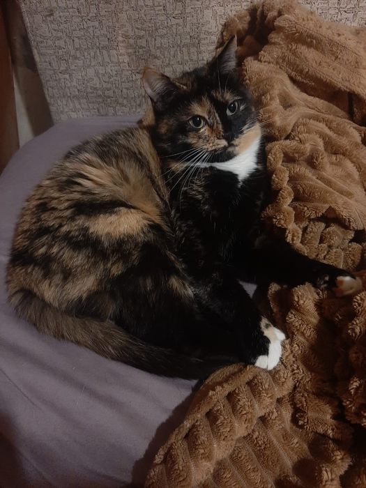 Кошечка в поисках дома