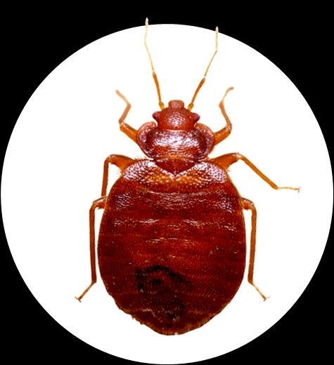 Дезинфекция от клопов Семей | СЭС