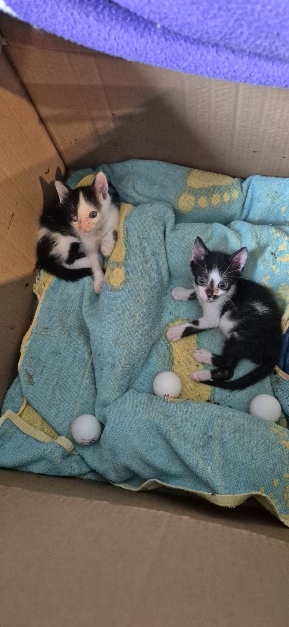 Подарявам котета