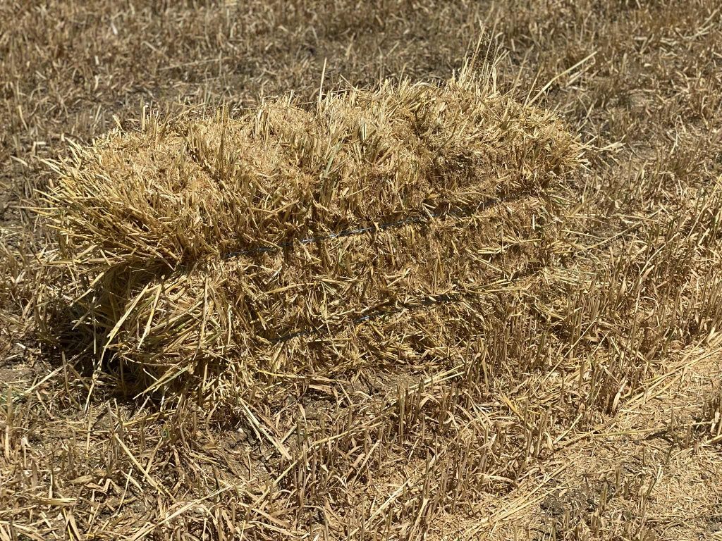 Vând baloți de orzoaica