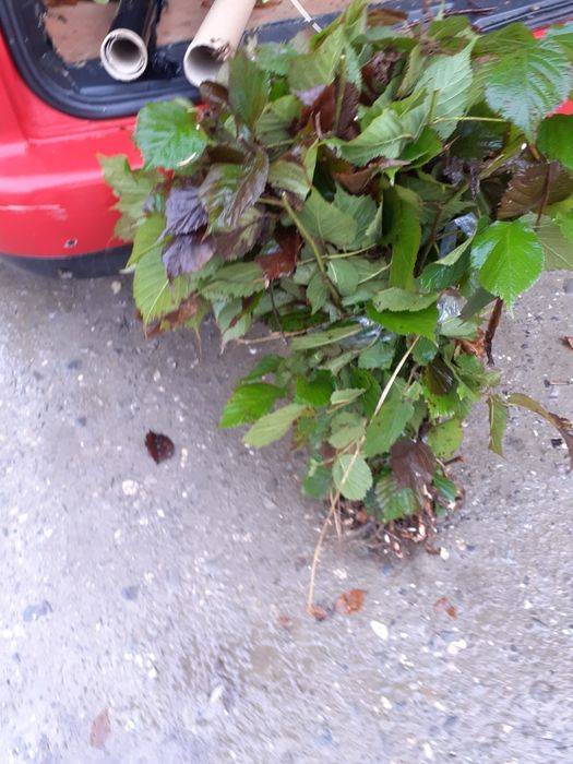 Butasi de mur soiul tronfree soi fără spinii