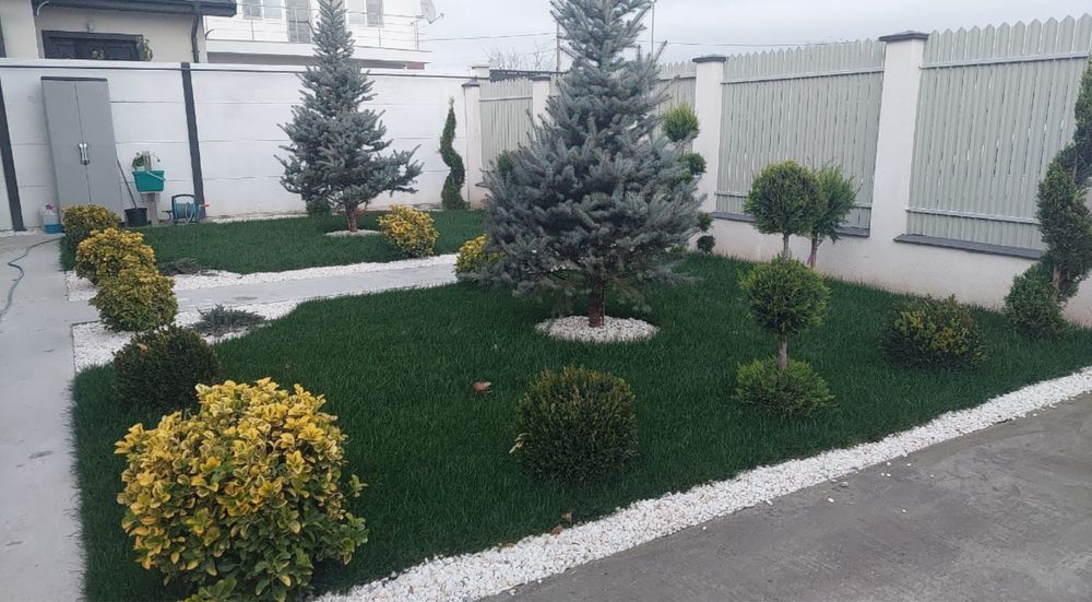 Plante ornamentale gazon rulou oriunde in tara la pret minim