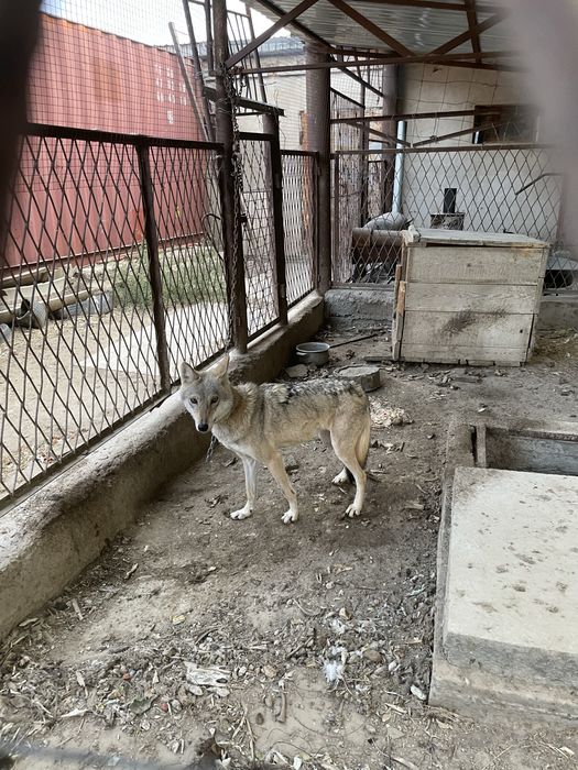 Волчица Кызылординских степей