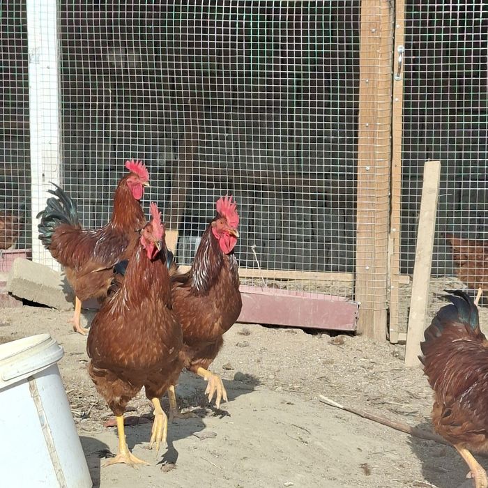 Xuroz sotaman.   Куры петухи