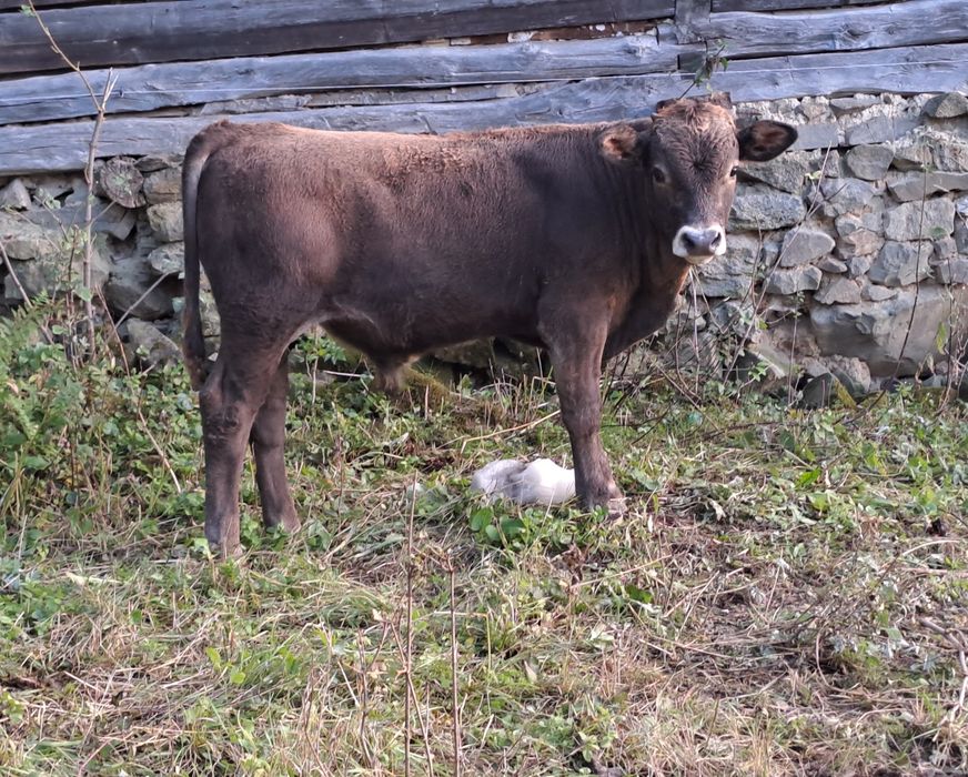 Vând 2 vaci și 4 viței!