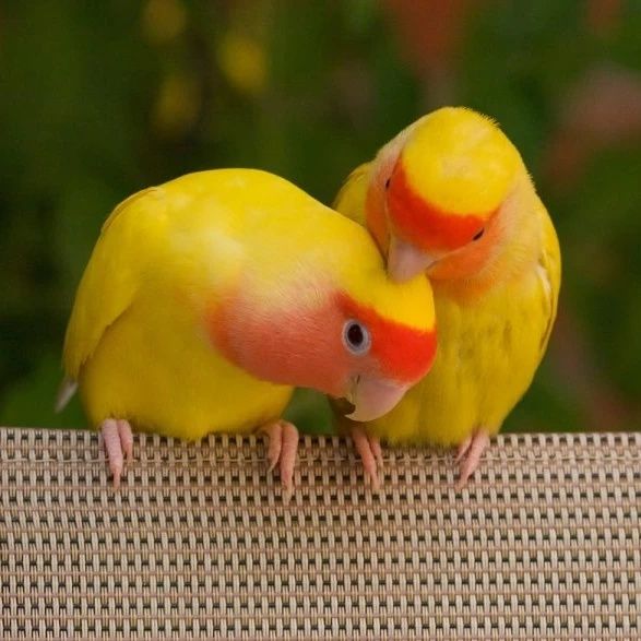 Срочно продам попугай по 6000