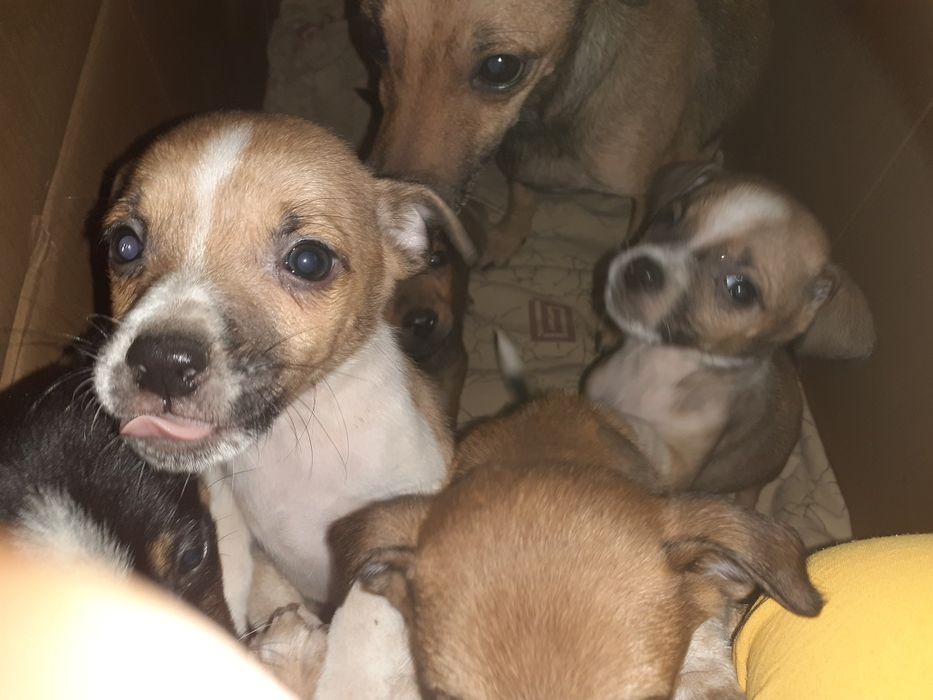 Щенки той-терьер