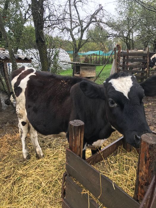 juninci holstein
