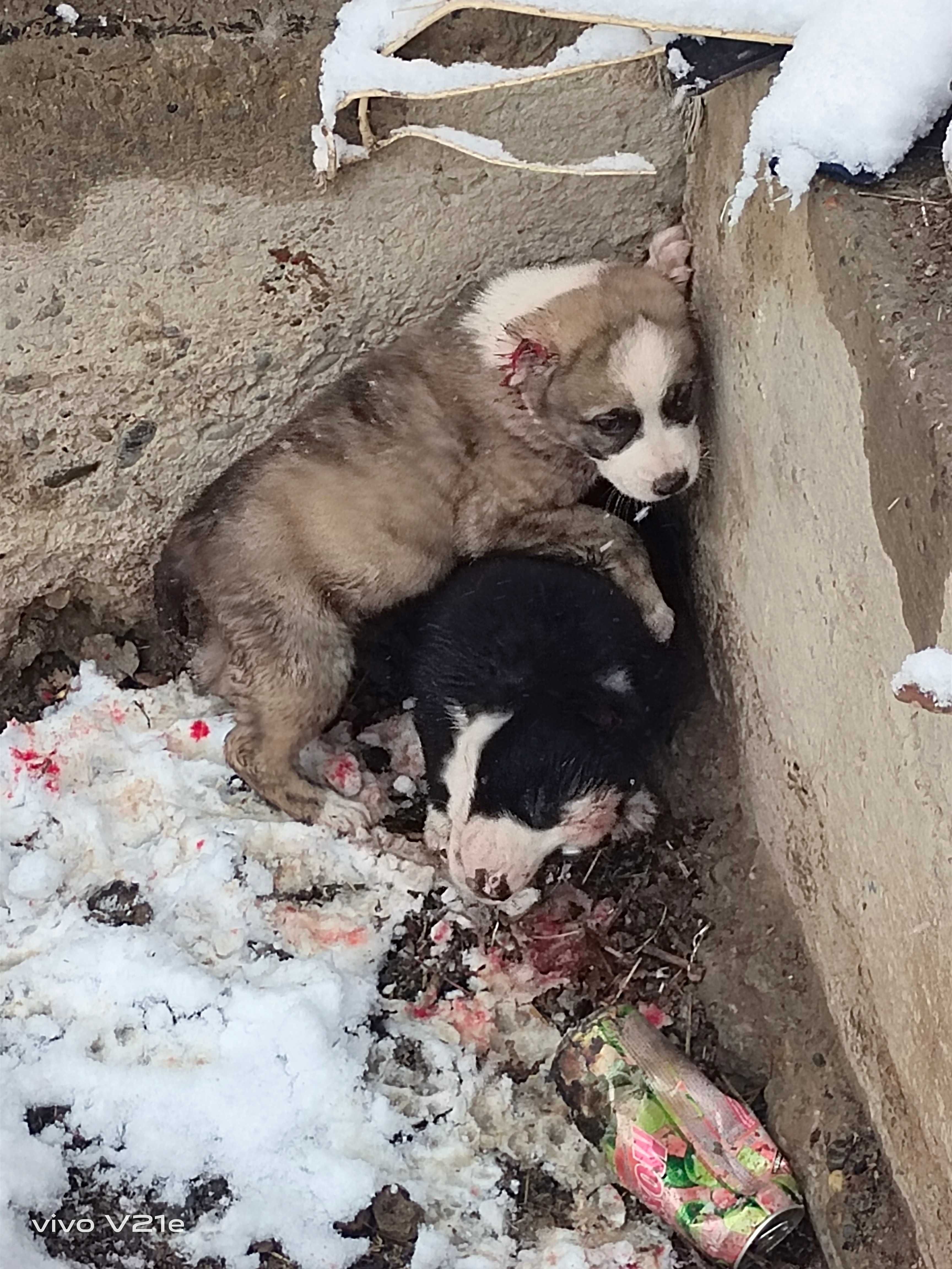 Alabay it bolasi sotiladi erkak narxi 600 min zoti toza