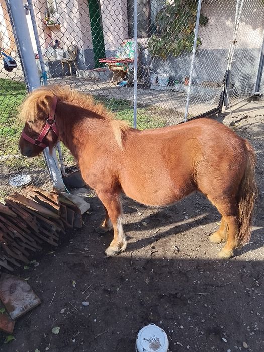 Vând ponei talie mica