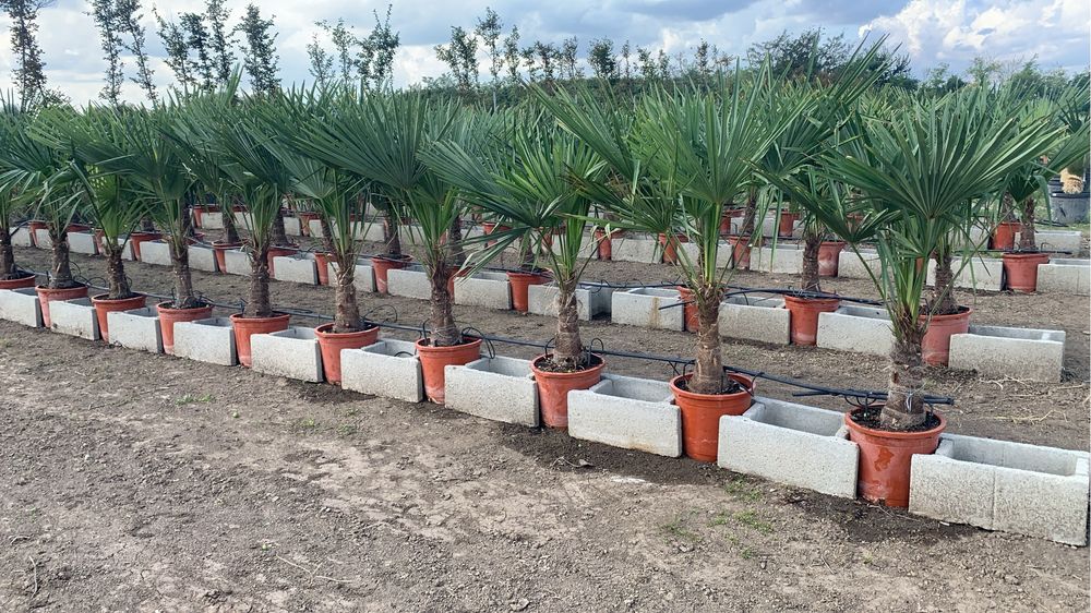 Palmier Tracycarpus Fortunei