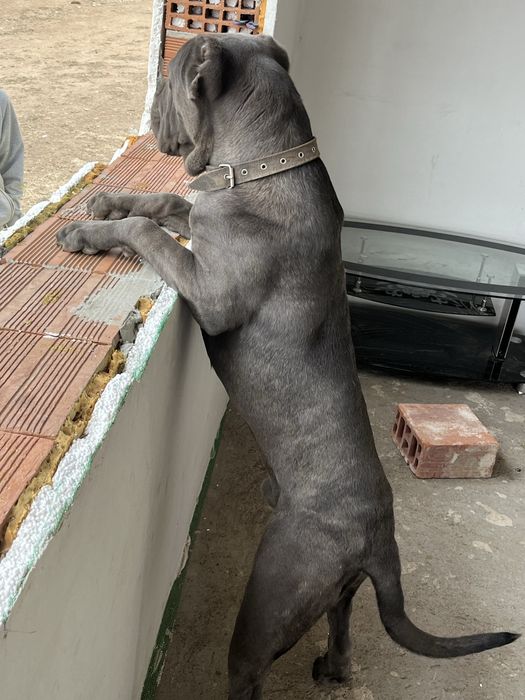 Кане корсо / cane corso