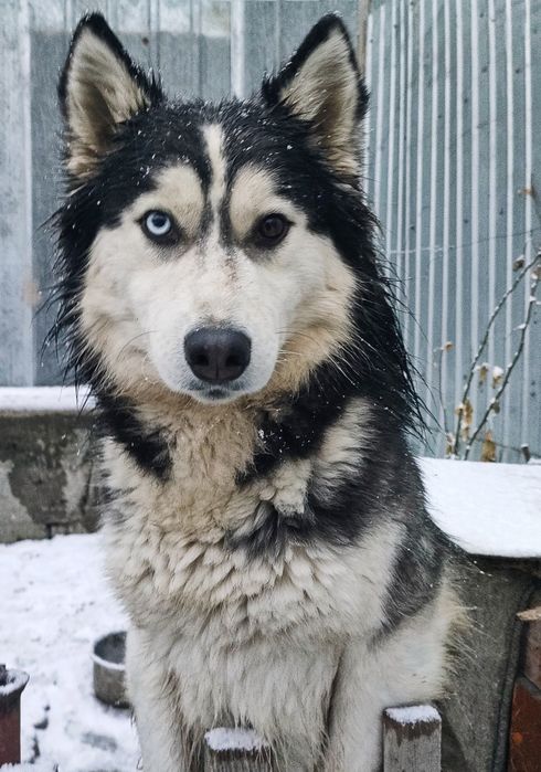 Хаски вязка кобель