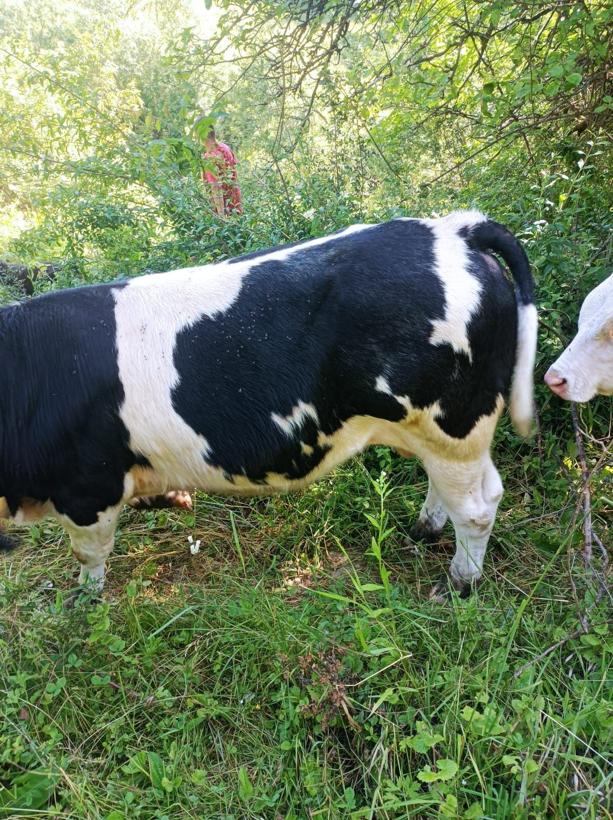 Animale de vinzare