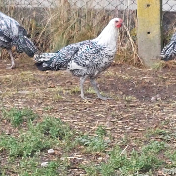 Продавам вествалски петлета