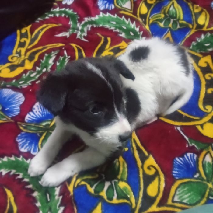 Хадияга берилади