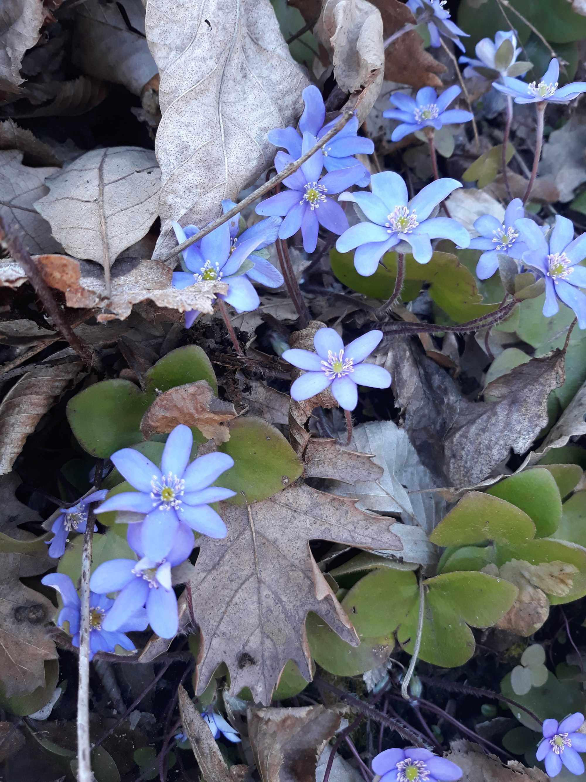 Anemone hepatica в саксия