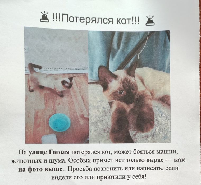 Потерялся кот сиамский