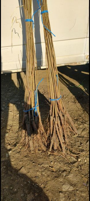 Puieti forestieri salcâm frasin carpen fag mesteacăn tei brad Ulm