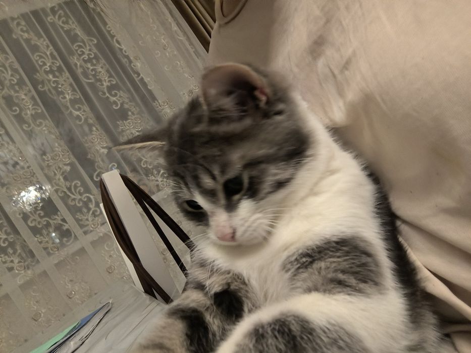 Отдам кошку мальчик 5 месяцев