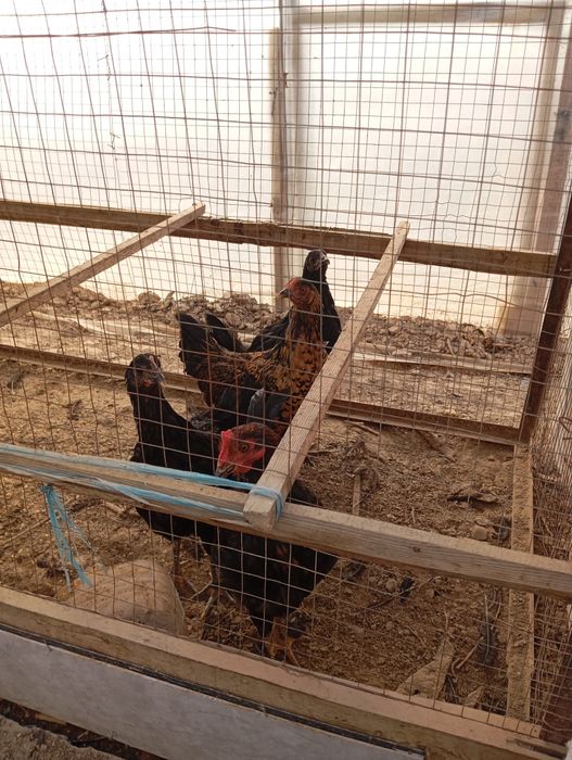7-oylik tovuqlar xoʻroz 4 ta dona toza boqilgan johori va start berilg