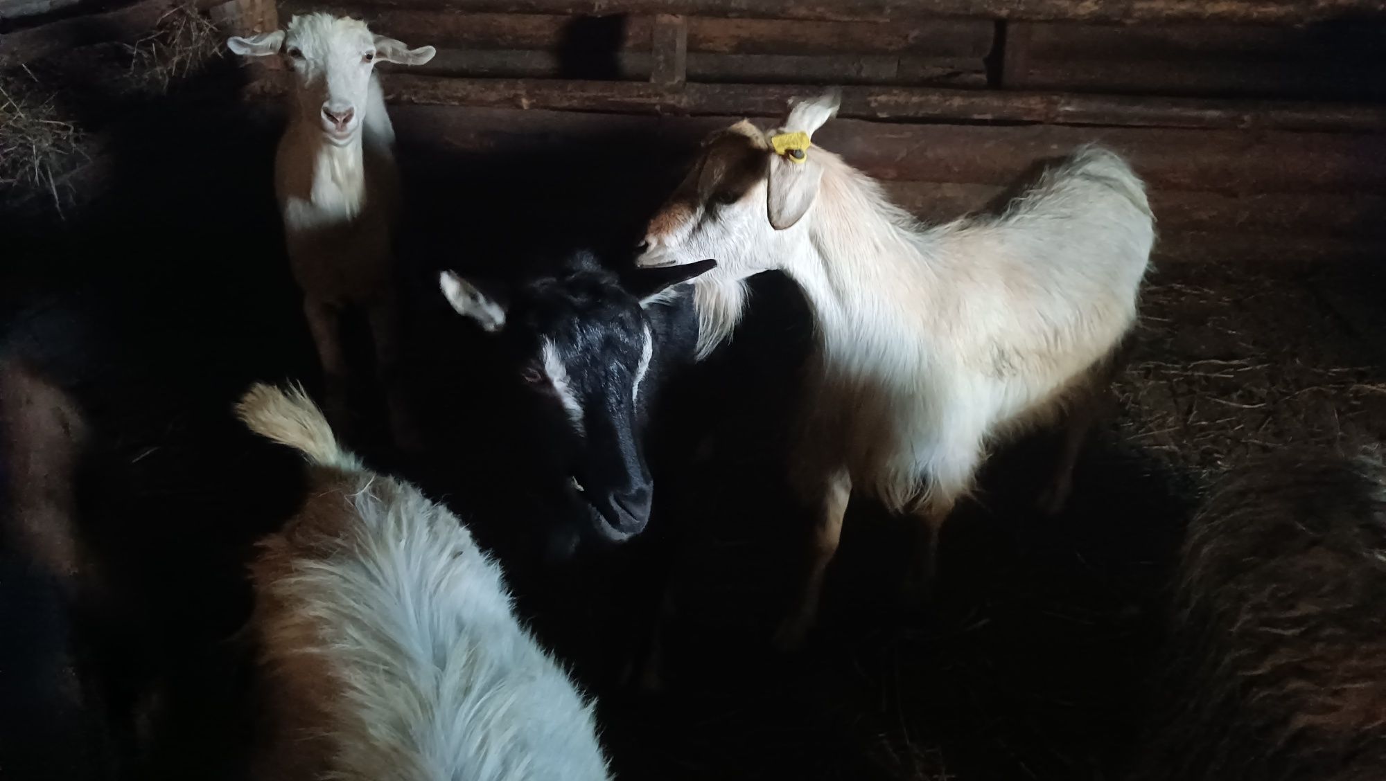 Продам 4 козы!!!