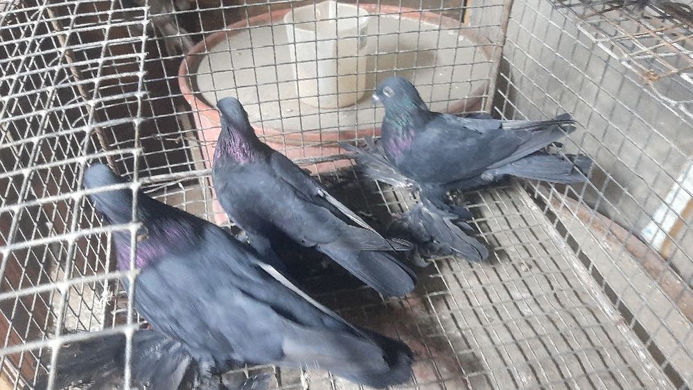 Голуби молодые этого года.