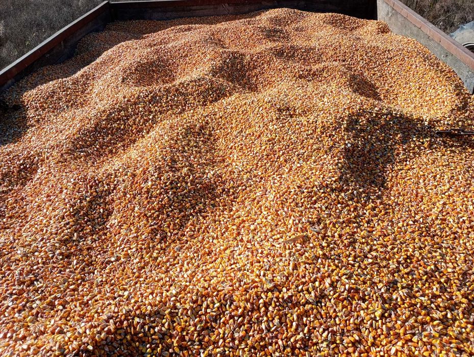 Porumb boabe anul 2025