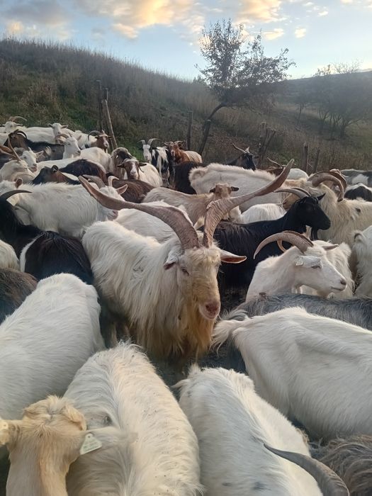 Tap Sannen de vânzare