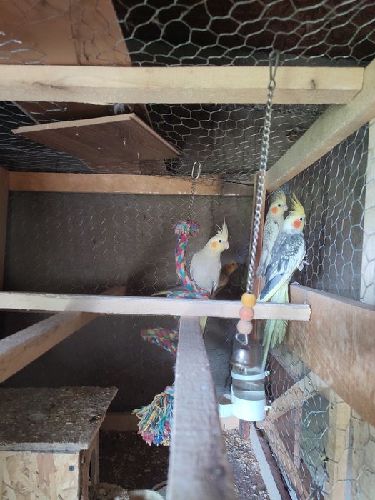 Vând papagali nimfe