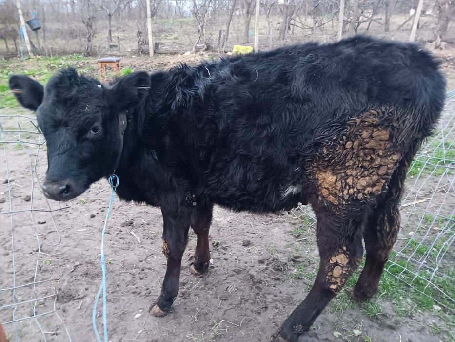 Vand vitea . . . . .